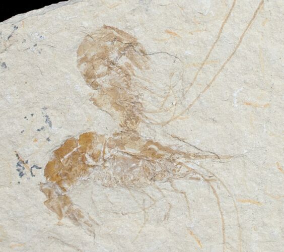 Two Fossil Shrimp Carpopenaeus From Lebanon #9757